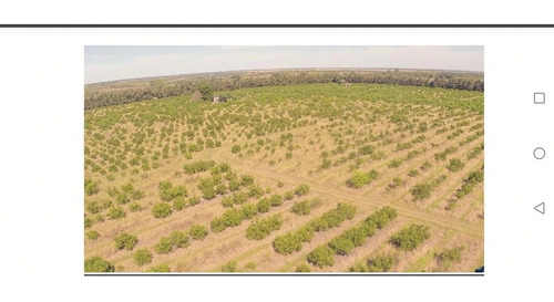 Espectacular Campo Con Plantaciones De Citrus
