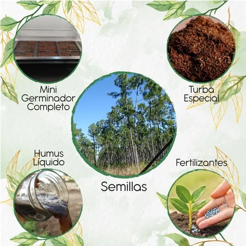 20 Semillas De Pino De Costa + Kit De Germinación Especial