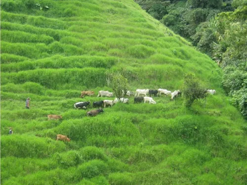 Finca En Vender En Dabeiba