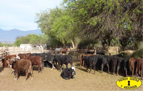 2071hp 100 Has Finca C/riego Y Hosteria. Valles Calchaquies