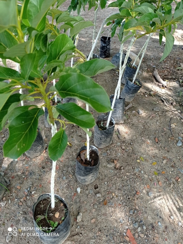 Plantas De Aguacate Injertado Excelentes Variedades