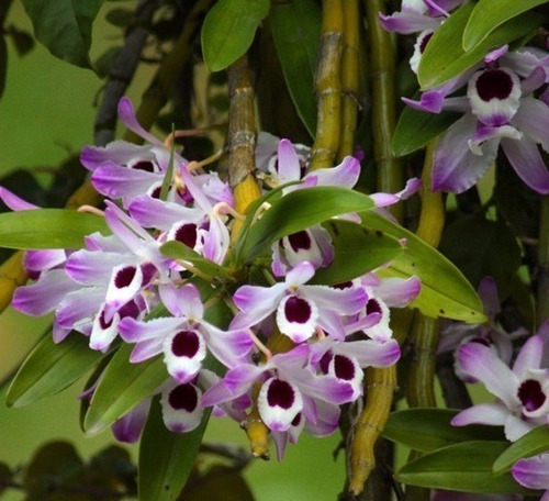 Orquídea Dendrobium Nobile 