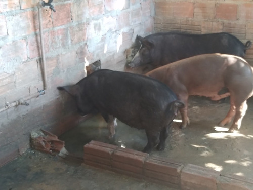 Imagem 2 de 2 de Vendo Porca So Tem 1ano