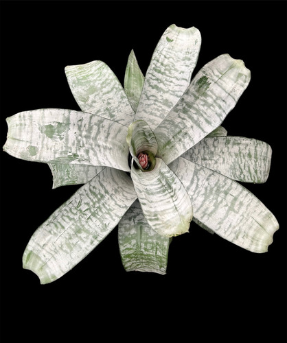 Planta Bromelia Fasciata