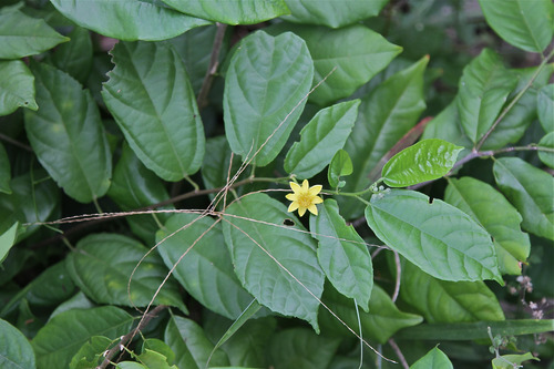 Èwé Àtòrí / Òrè Èwòò Glyphaea Brevis - Planta Africana