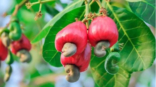 Anacardo Rojo Producción A 5 Meses 