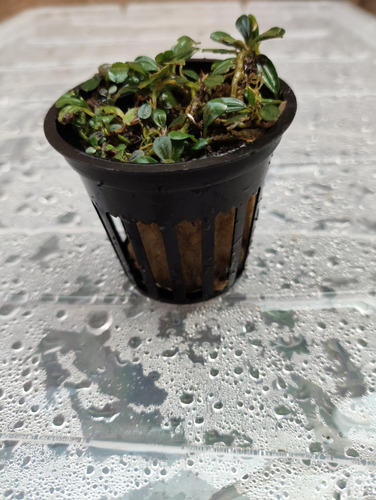 Buce Black Pearl Clum (varios Rizomas Unidos) (Usado)
