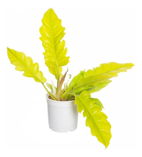 Philodendron Narrow Gergaji Golden Raro P17 Planta Natural