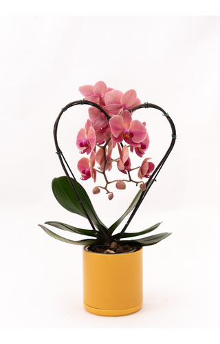 Orquidea Phalaenopsis Corazon