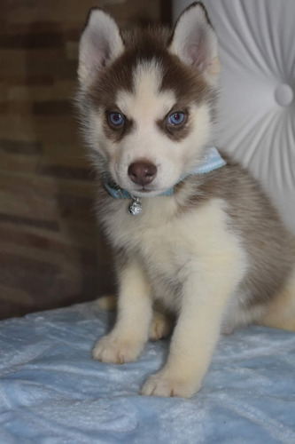 Imagen 10 de 10 de Siberiano Husky Manto Gris Y Negro