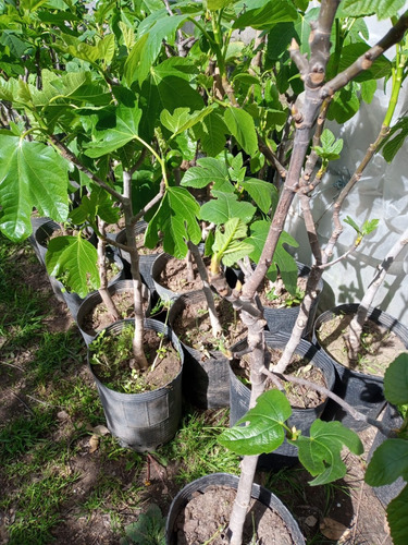 Imagen 5 de 9 de Higuera - Arbol De Higos Negro O Blanco E.gratis Caba.gba