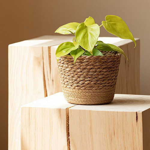 Maceta Z9straw Weaving Para Plantas, Cesto De Mimbre, Flor D