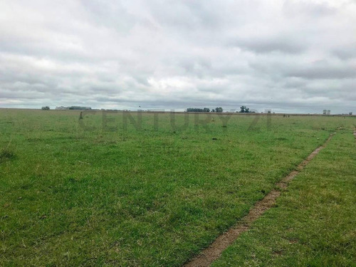 Imagen 4 de 19 de Campo Agricola Ganadero En Las Flores, Sobre Ruta 3, Con Casa.