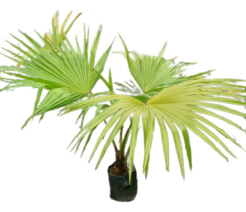 Palmera Washingtonia Filifera  (palmera De California) 10lts
