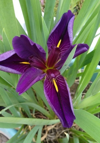 Iris Acuático Morado Oscuro