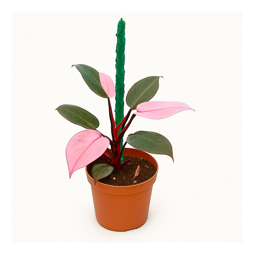 Philodendron Pink Princess Tamaño Grande | Vivero Kaki -