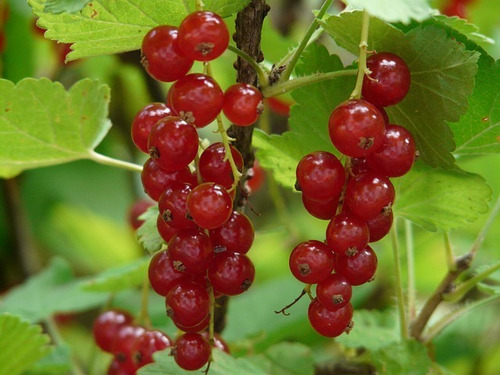 Grosella Roja ( Planta ) 70 Cm - 1 M Ribes Rubrum Excelent