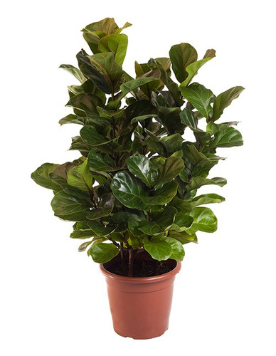 Ficus Lyrata Bambino P40