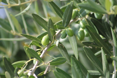 Imagen 2 de 5 de Aceituno Olea Europea Arbol, Olivo Olivera 30lts