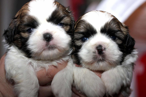 Filhotes De Shih-tzu Mini