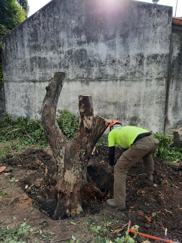 Imagen 5 de 10 de Poda De Altura - Extracciones - Limpieza Palmeras - Tala