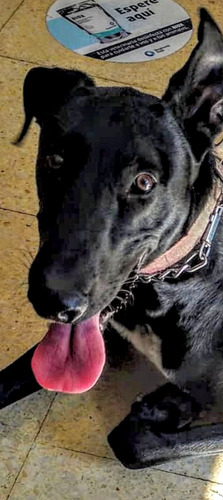 Galgo Cachorrón, Super Alto, Bello Y Esbelto, Adopción.