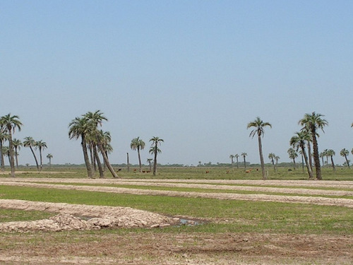 Campo En Venta En Rocha Ref. 4535 (ref: Cbr-1132)