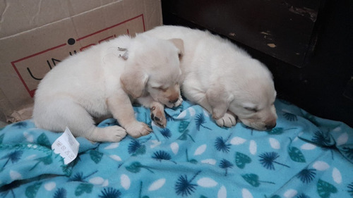 Cachorros Labradores Retriever (9/1/7/5/0/6/0/1/5)