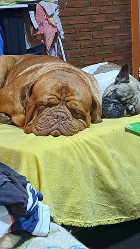 Imagen 5 de 5 de Servicio De Monta Dogo De Burdeos