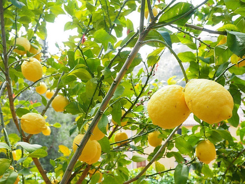 Limão Frutas Secas 100 Gr