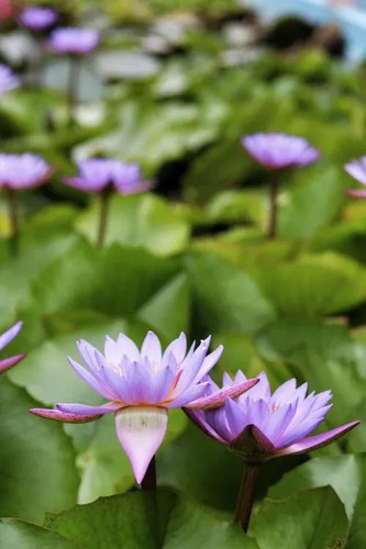 Semillas Flor De Loto Púrpura Alta Germinación 10 Uds.