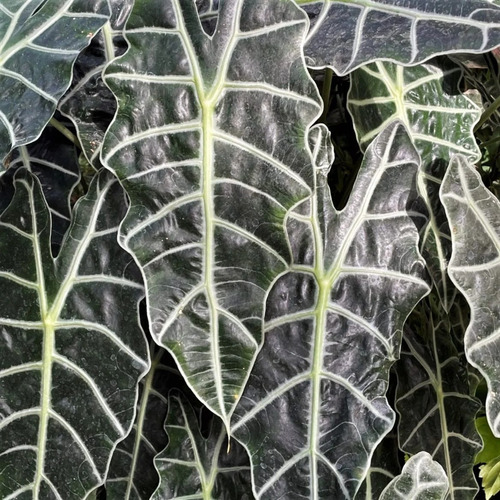 Alocasia Amazónica ! Plantas Espectaculares