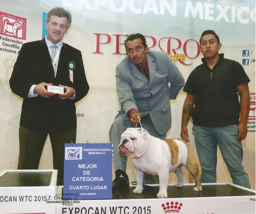 Semental Bulldog Ingles Hijo Del Gch. Empires Prince Marcus