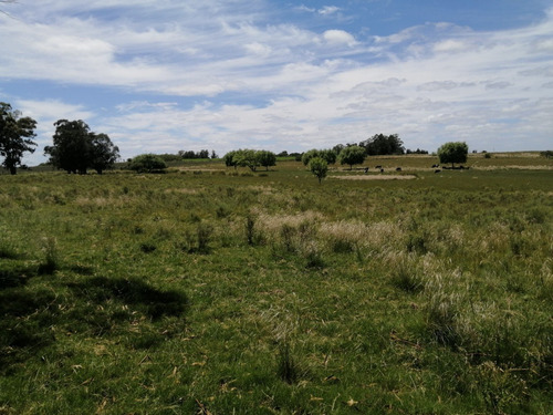 Imagen 6 de 14 de Campo A La Venta - Ruta 65 Km 90 - 11 Has . Índice Coneat 156, Ute Y Ose A 350 Mts.