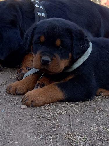 Rottweiler Cachorros Xlr