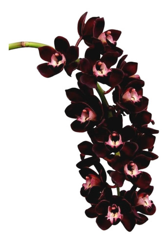 Orquídea Negra Cymbidium Kiwi Midnight Muda Linda - Top | Parcelamento sem  juros