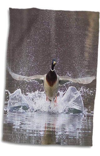 Toalla, Mallard Drake Aterrizando En El Agua