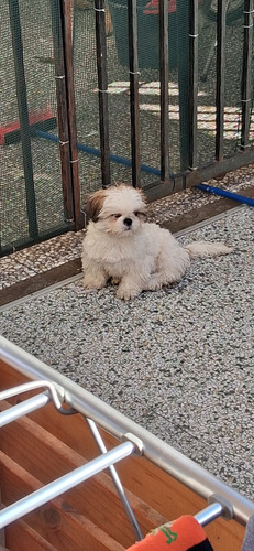 Shih Tzu Hermosa Cachorra Tricolor