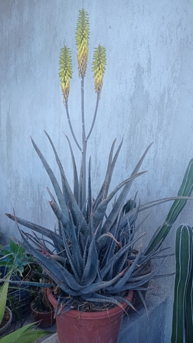Sabila Planta ( Aloe Barbadensis) Original 