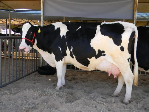 Premix Para Vacas Leiteiras Alta Produção - Max Leite 5kg