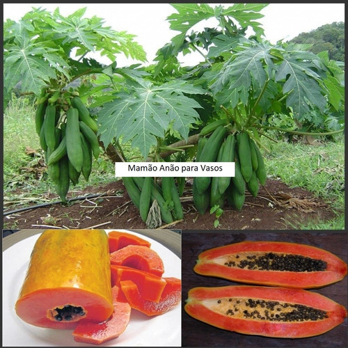 Imagem 3 de 9 de Mamão Anão Vermelho Kaek Vietnamita Vietnã Fruta Para Vasos