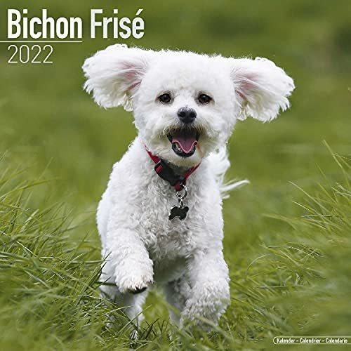 Bichon Calendar - Bichon Frise - Dog Breed Calendars, de MegaCalendars. Editorial Dream Publishing en inglés