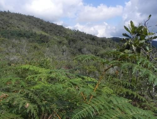 Imagen 3 de 14 de Terreno Para Adecuación De Finca Agrícola O Ganadera. Mfpp Rah