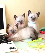 Comprar Gatitos Siames Puros Hermosos N0 Spinx Bengal Persa Ragdoll