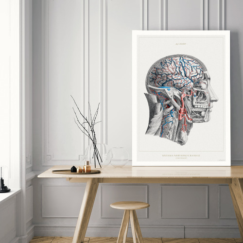 Anatomía Humana 60-61-62-63-64-65-66-67-68-69-70-60bis