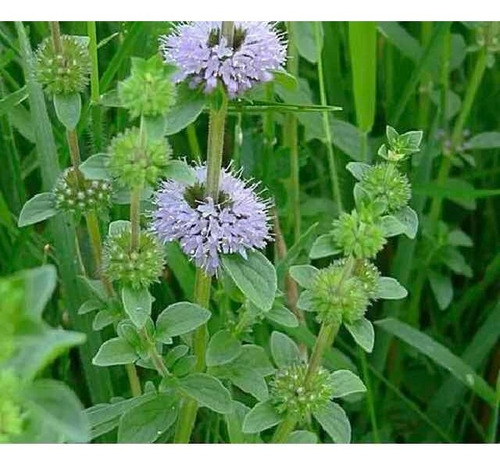 Planta De Menta Poleo ( Mentha Pulegium)medicin-aromat-ornam