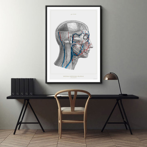 Anatomía Humana 60-61-62-63-64-65-66-67-68-69-70-60bis