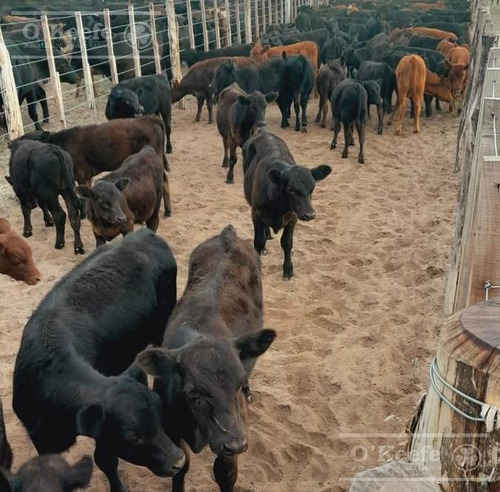 Campo En Venta De 27950 Has En Gral Alvear Mendoza. Armada Para Cria/recria