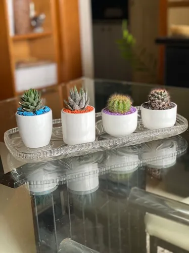 Mini Cactus Y Suculentas