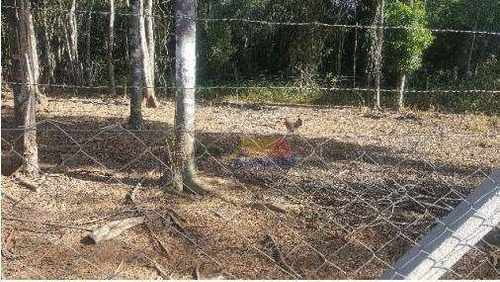 Imagem 12 de 16 de Chácara À Venda, 21000 M² Por R$ 550.000,00 - Biritiba Ussu - Mogi Das Cruzes/sp - Ch0020